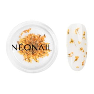 Dried flowers 03 - Orange