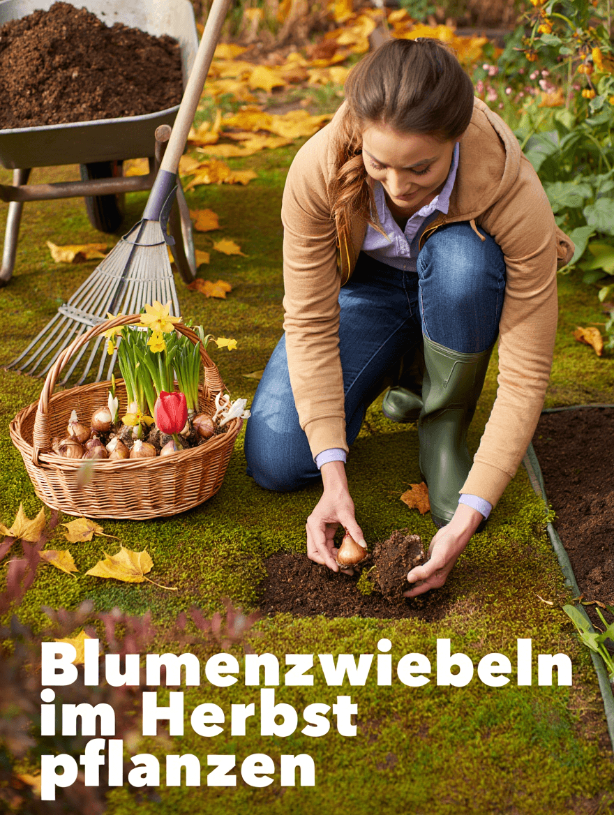 artikel garten blumenzwiebeln im herbst pflanzen