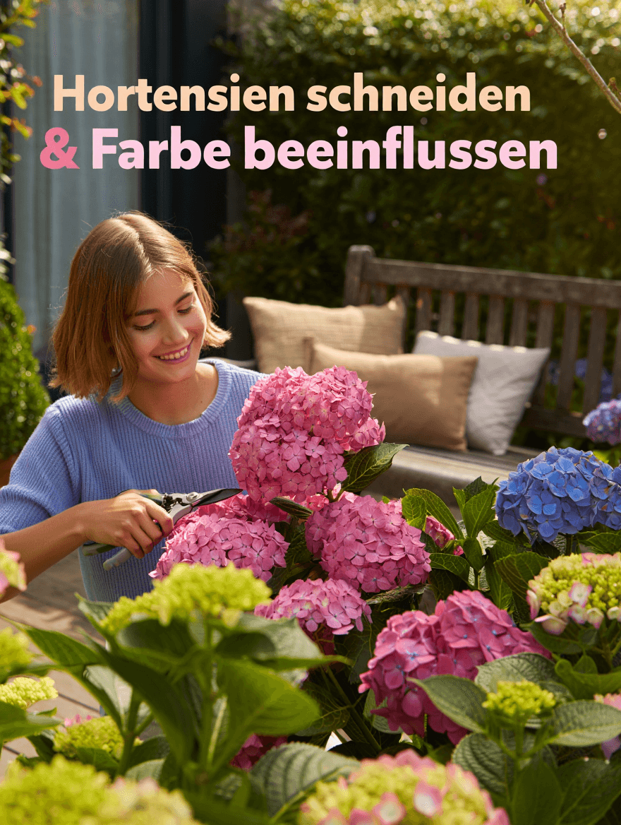 artikel garten hortensien schneiden und farbe beeinflussen