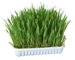 Kerbl Nagergras - 100 g