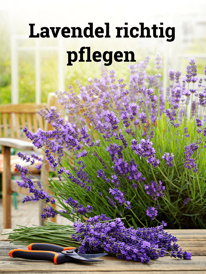 artikel garten lavendel richtig pflegen