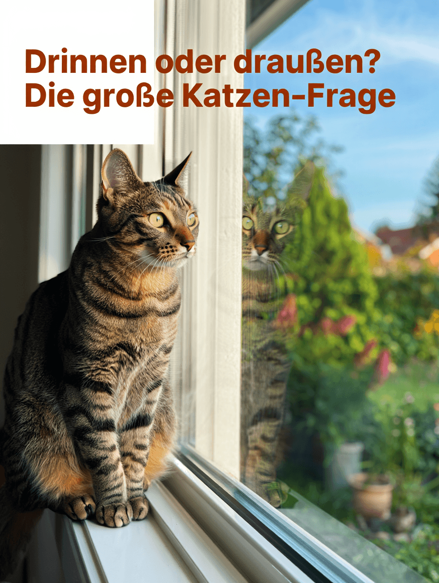 artikel haustier katze drinnen oder draußen