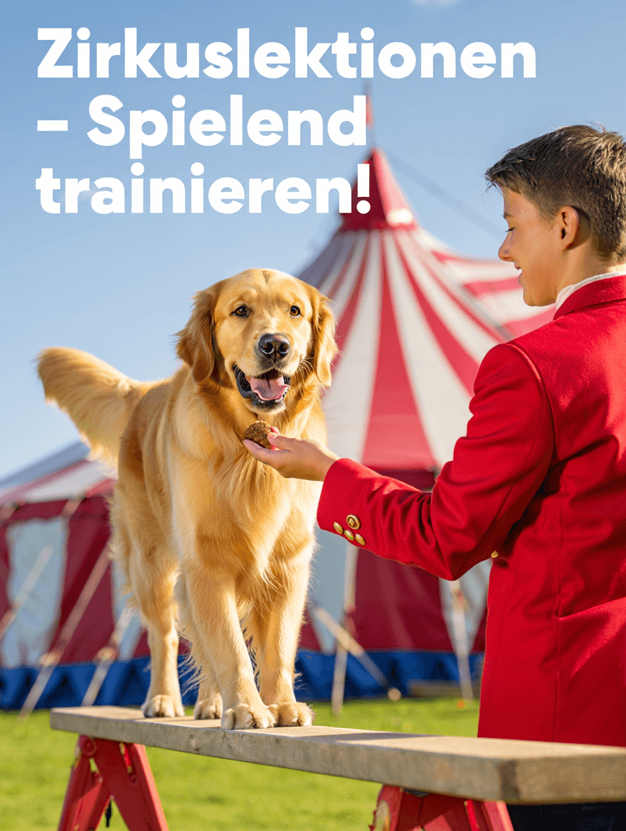 artikel haustier zirkuslektionen spielen erlernen